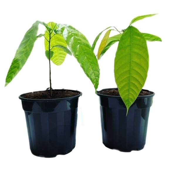 Theobroma  Cacao plant 2L pot