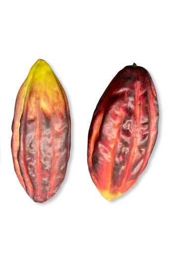 1 stuk Trinitario Cacao vrucht van Polyethyleen 